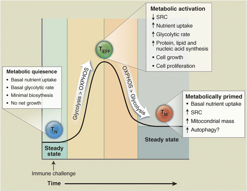 Metabolic Switch